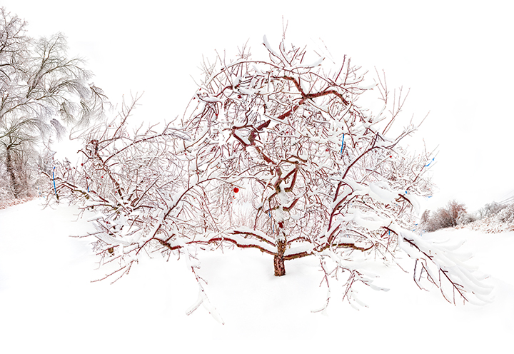 ICY ORCHARD